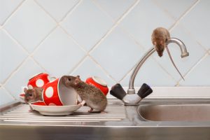 A pest identification and treatment plan will help you eliminate mice