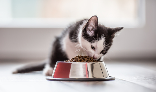 kitten eats fresh food dished into food bowls that were cleaned after a home pest control treatment