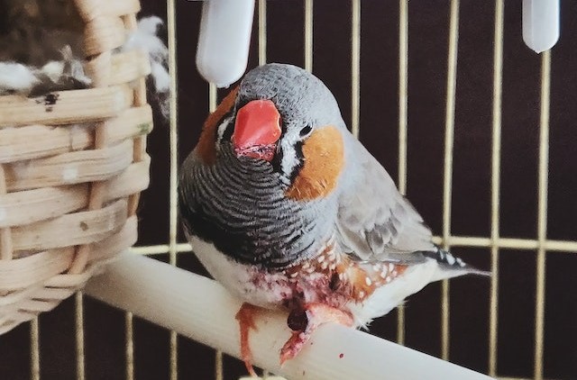 A pet bird in a covered cage is kept safe during pest control treatment