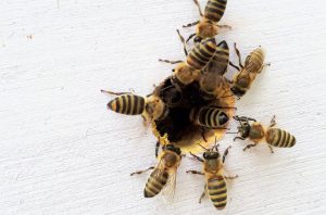 bees gathering on wood