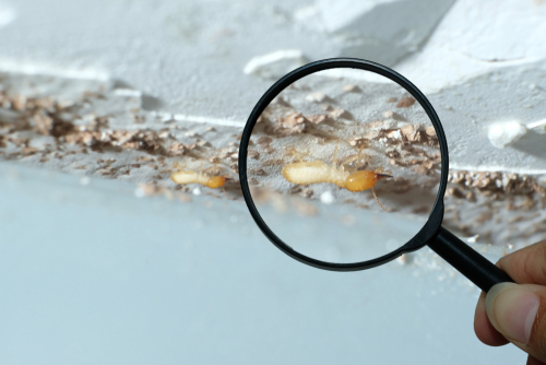 A termite management plan is a plan of action that you as a professional pest management technician devises for your customer.