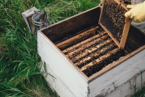 no kill bee removal near me no kill bee removal near me