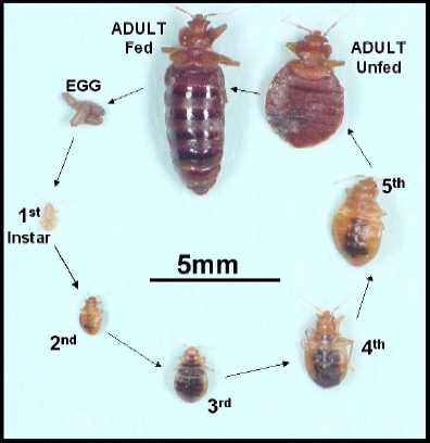 Lifecycle of bed bug 