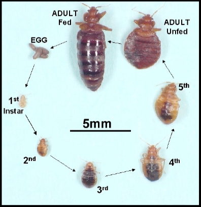 Lifecycle of bed bug
