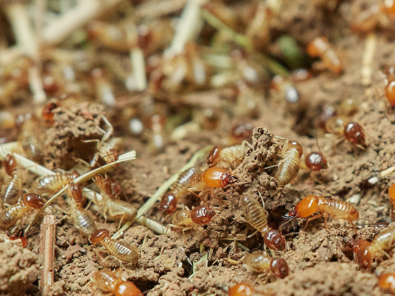 termites close up