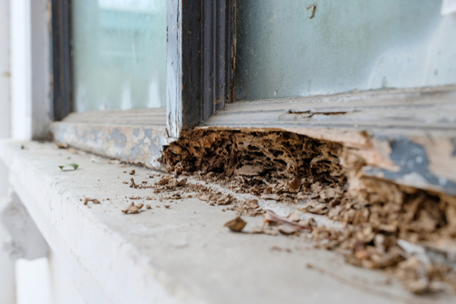termites in a damaged window frame