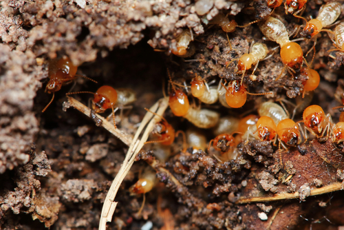 termite treatments can help to get rid of colonies like this