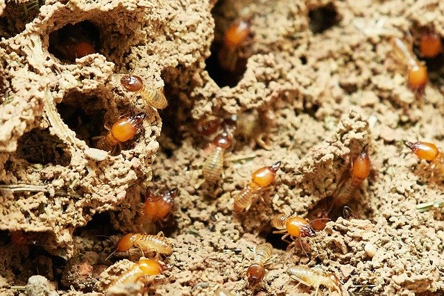 termite colony in wood before treatment