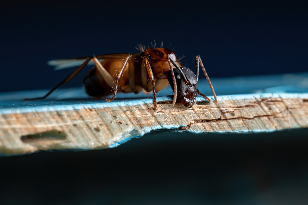 Australian native pests include this Carpenter ant.