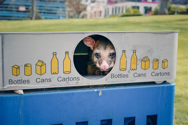 Australian native pests causing property damage include this protected possum