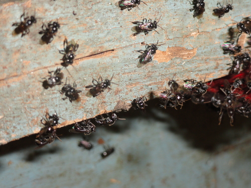 Australian native pests seldom include this stingless social bee.