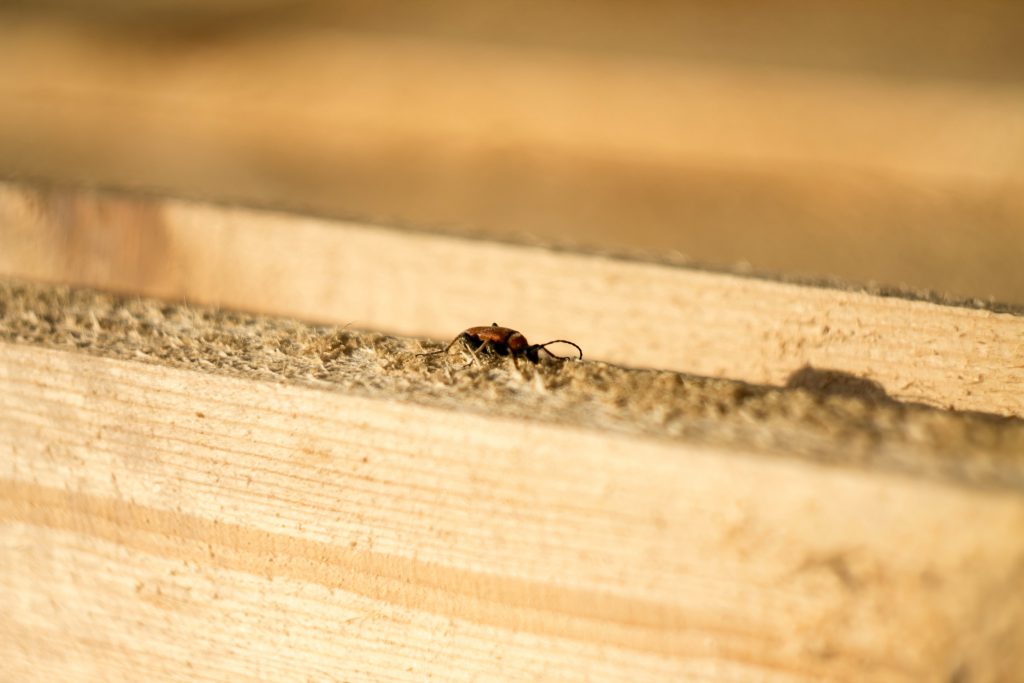 termite management in pre-construction