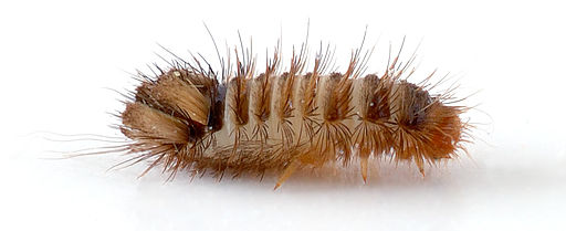 identifying pests
