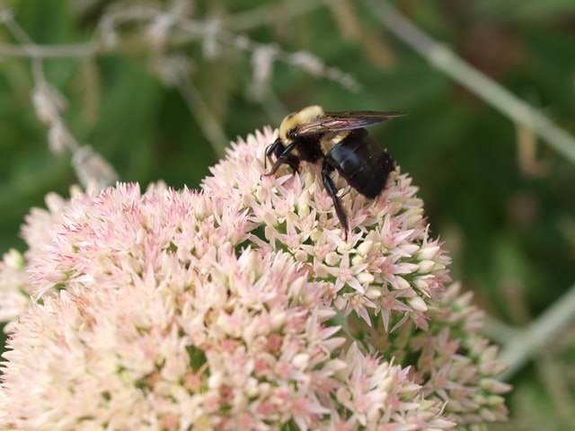 identifying pests
