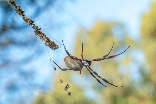 identifying pests