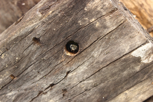 identifying pests