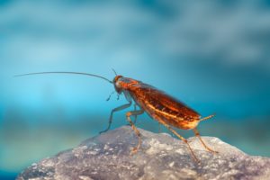 cockroach exploring its habitat. They're one of Australia's summer pests.