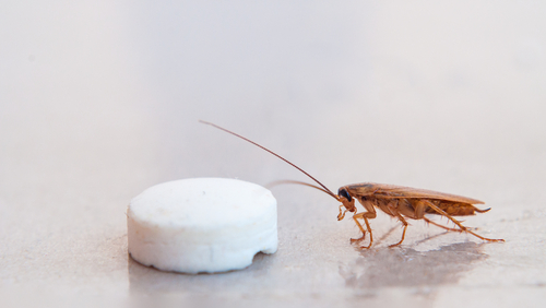 cockroach pest control using bait