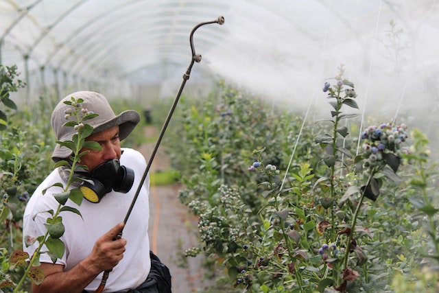 A weed and plant pest controller sprays indoor crops 