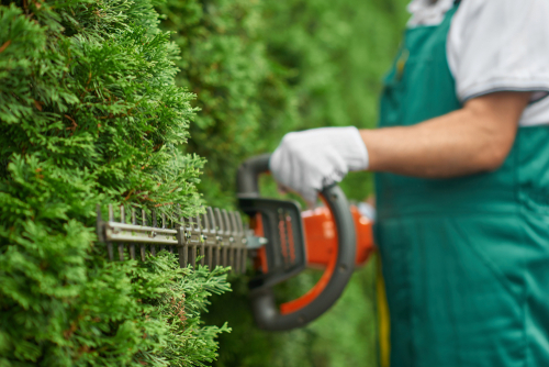 Close up of man hand with hedge trimmer cutting bushes of white cedar to ideal fence. He may be concerned about business public image