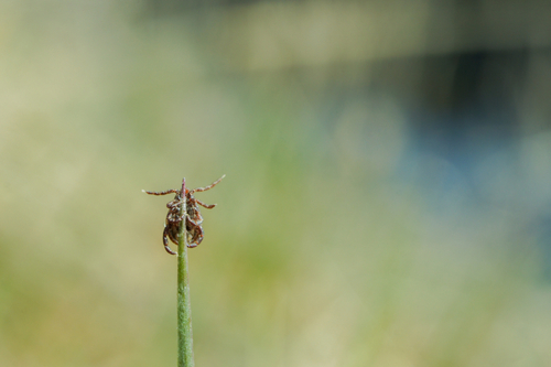 Dog tick clinging to a blade of grass in the Moscow Region.