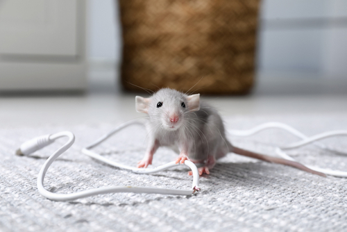 A rat eats through an electric cable in a home, causing damage and the danger of electrocution and fire. 
