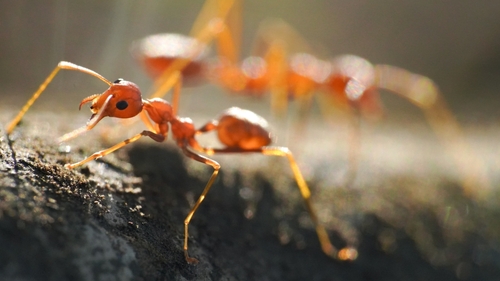 A red fire ant depicting climate change and pests.
