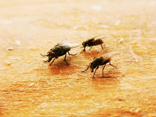 Flies depicting climate change and pests
