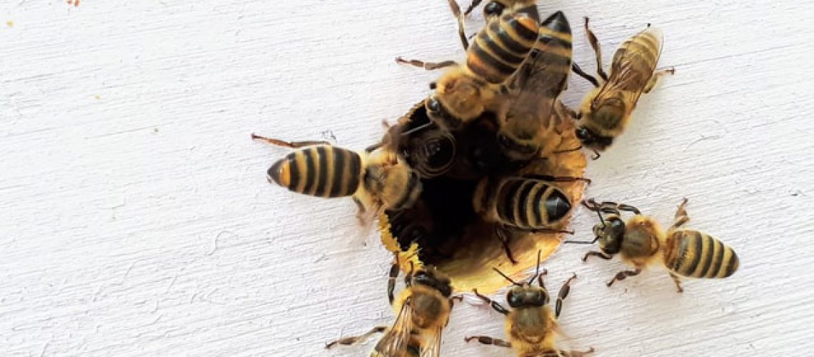 bees gathering on wood