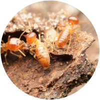 Timber-Pest-Basics