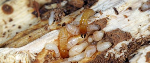 online training courses teach you to deal with termite eating wood